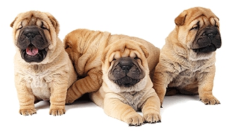 4 Shar-Pei Dogs sitting on floor