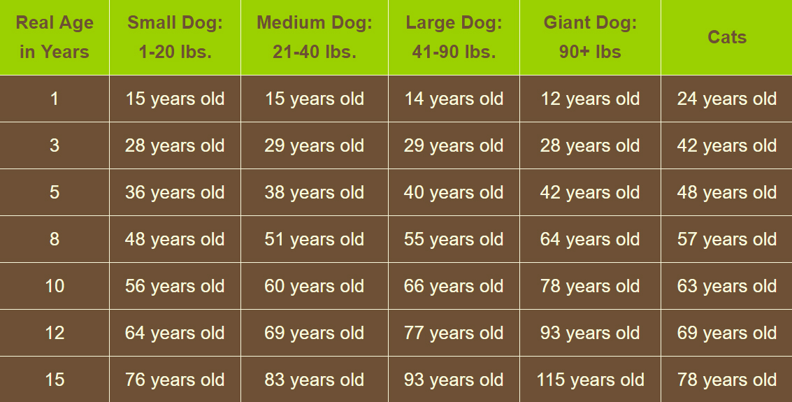 Senior Age Chart