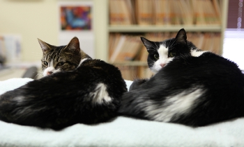 Two black and white Cats laying on table