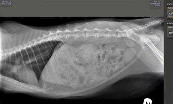 Radiology Image of a Dogs stomach cavity