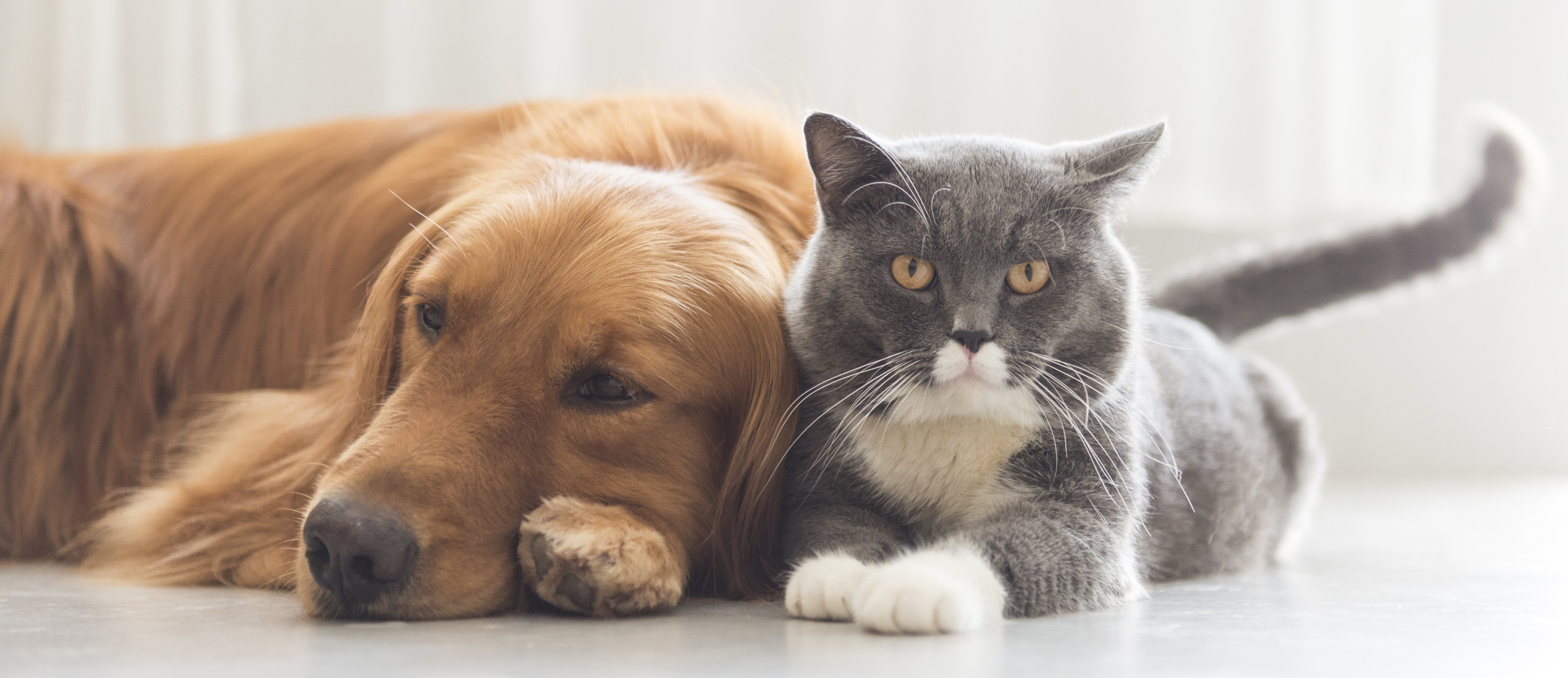 Brown dog and grey cat laying on floor together