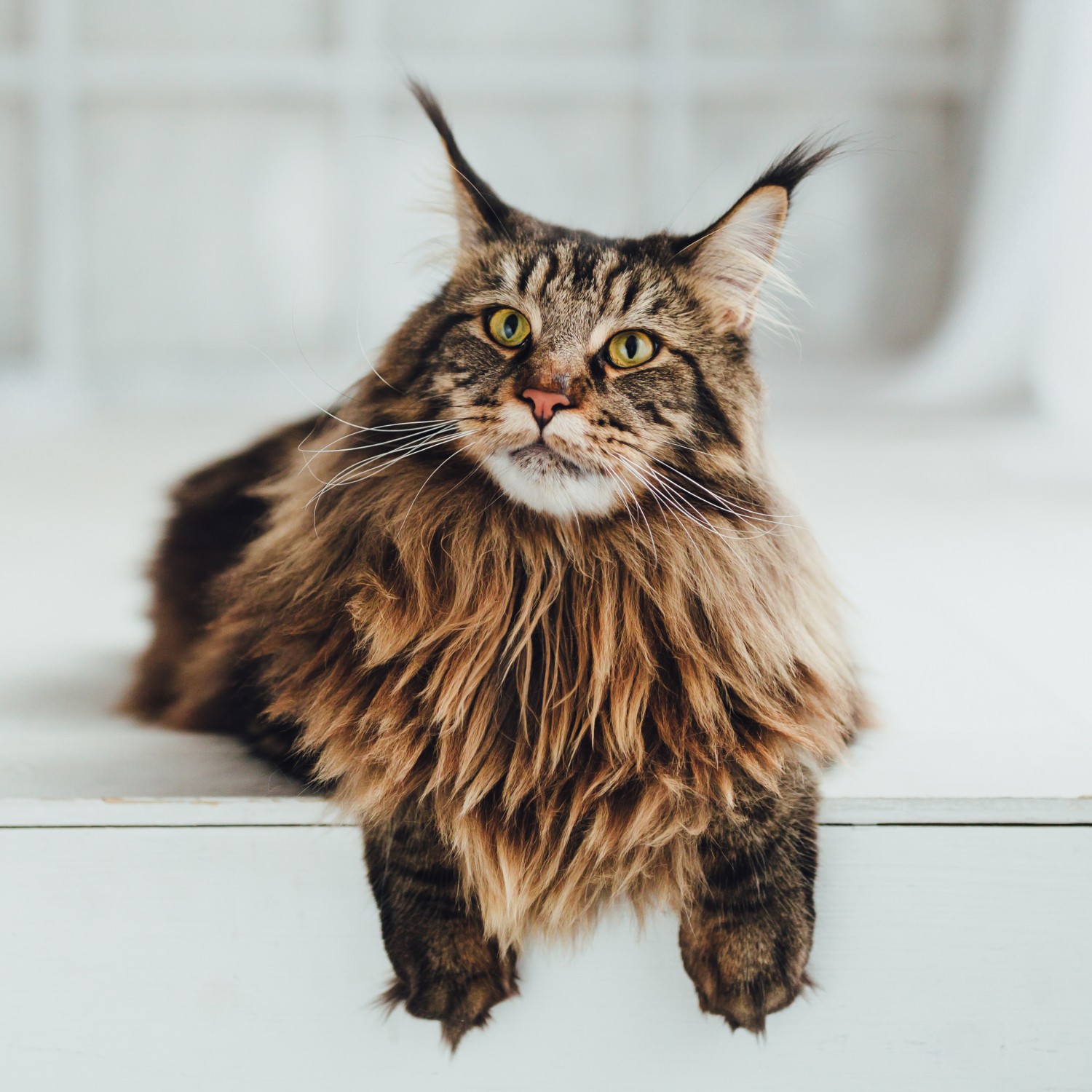 Main Coon Cat on a table