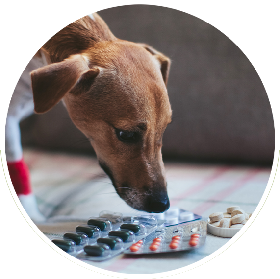 Dog sniffing packaged medications - Online Pharmacy
