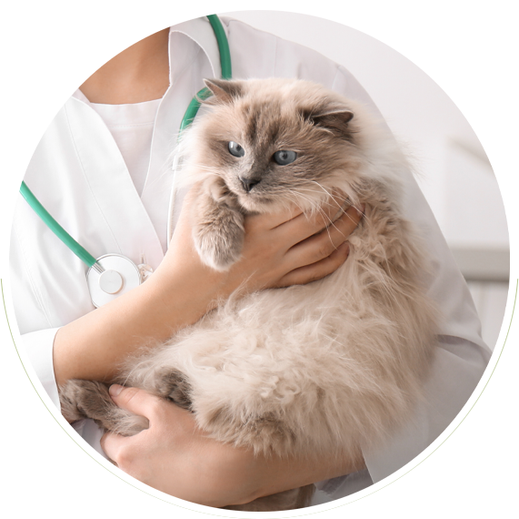 Doctor holding fluffy cat - Services