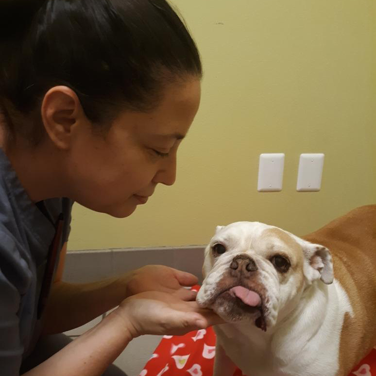 Stephanie looking at a white and brown dog