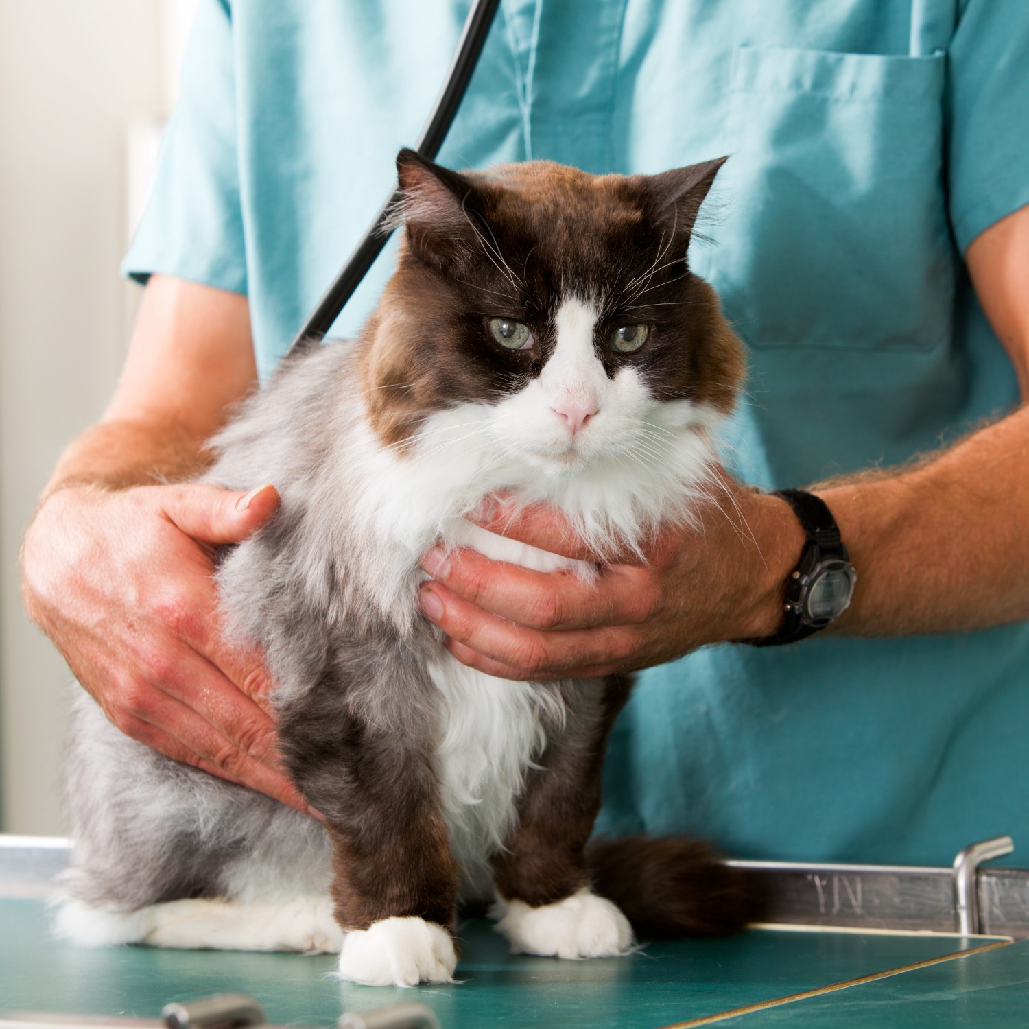 Doctor examining fuzzy cat