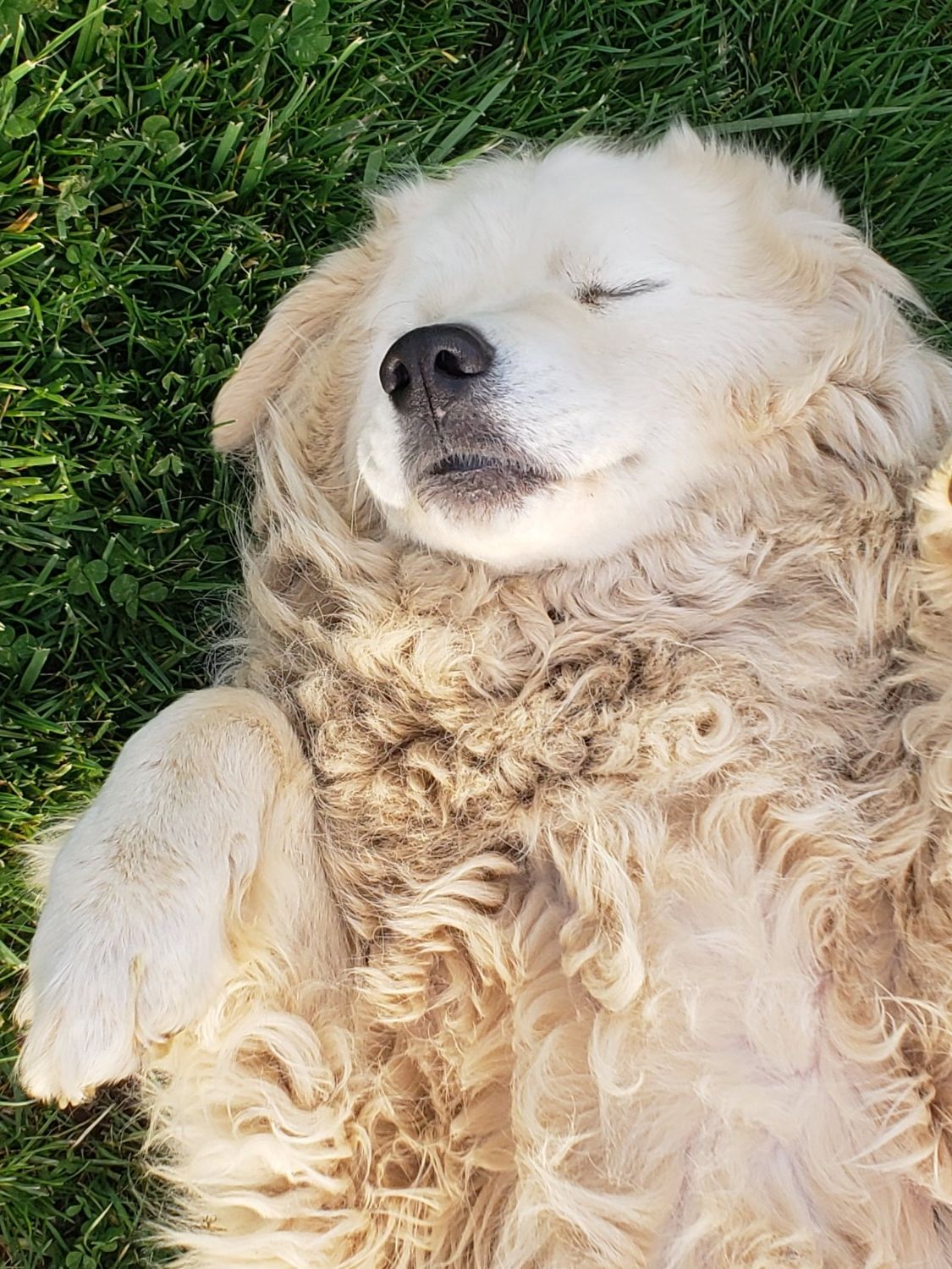 Dog laying in the grass