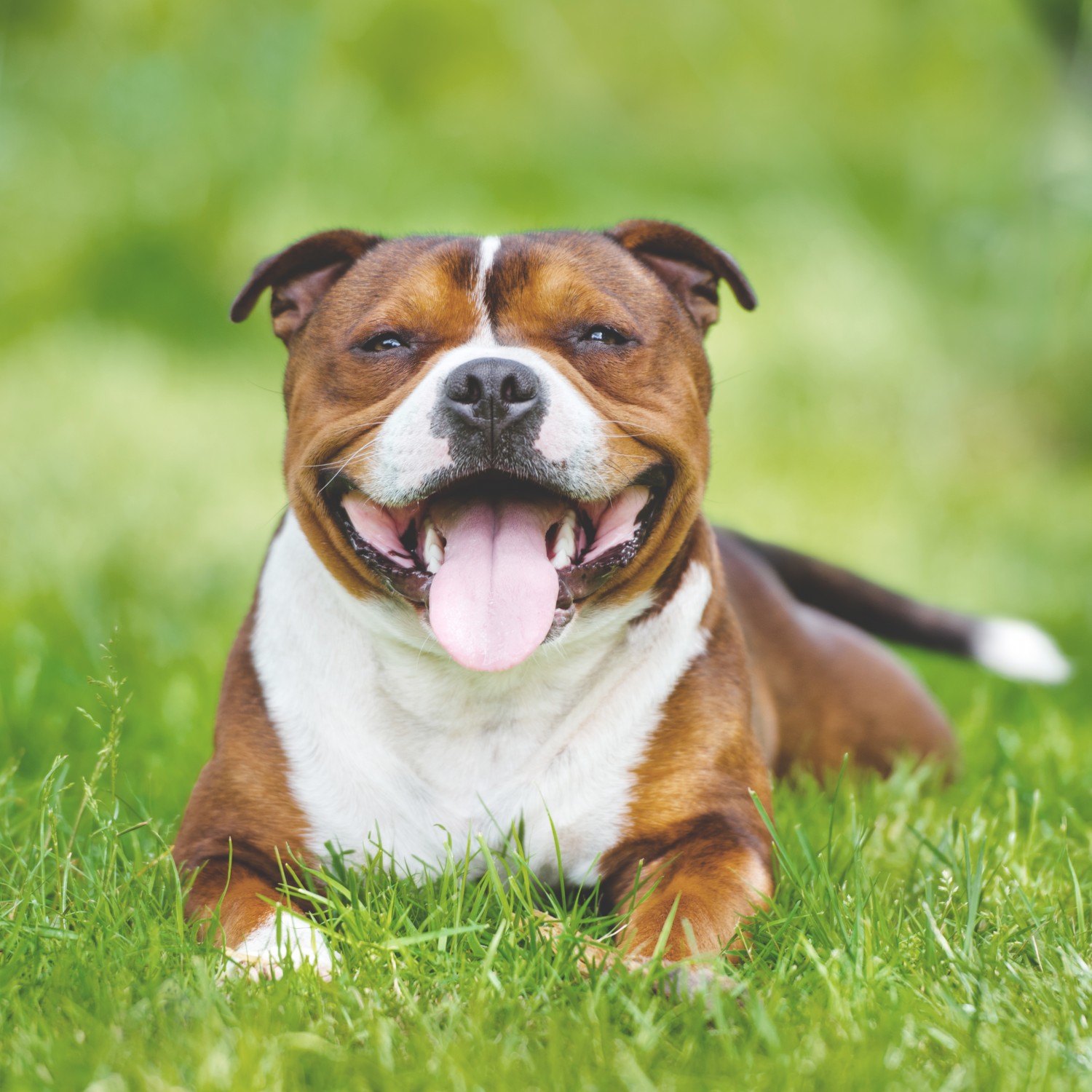 Smiling dog with tongue out laying in grass 